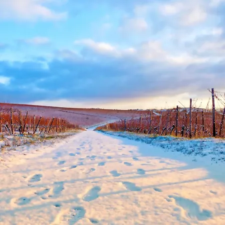 Am Weinberg Mit Garten Grosszuegig Und Exklusiv * Geisenheim